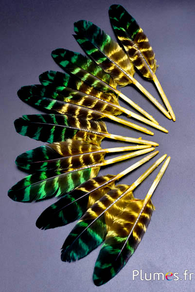 Dindon - 10-15 cm - tigré - jaune-vert